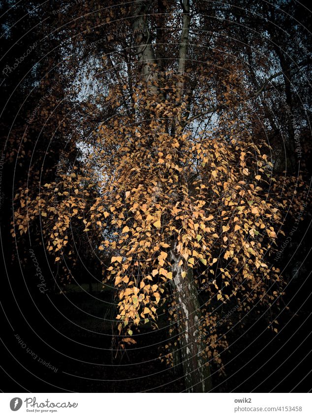 autumn birch Autumn leaves Birch tree Hang Foliage colouring Tree Dark Contrast twigs Evening Exterior shot Colour photo Deserted Nature Environment Plant