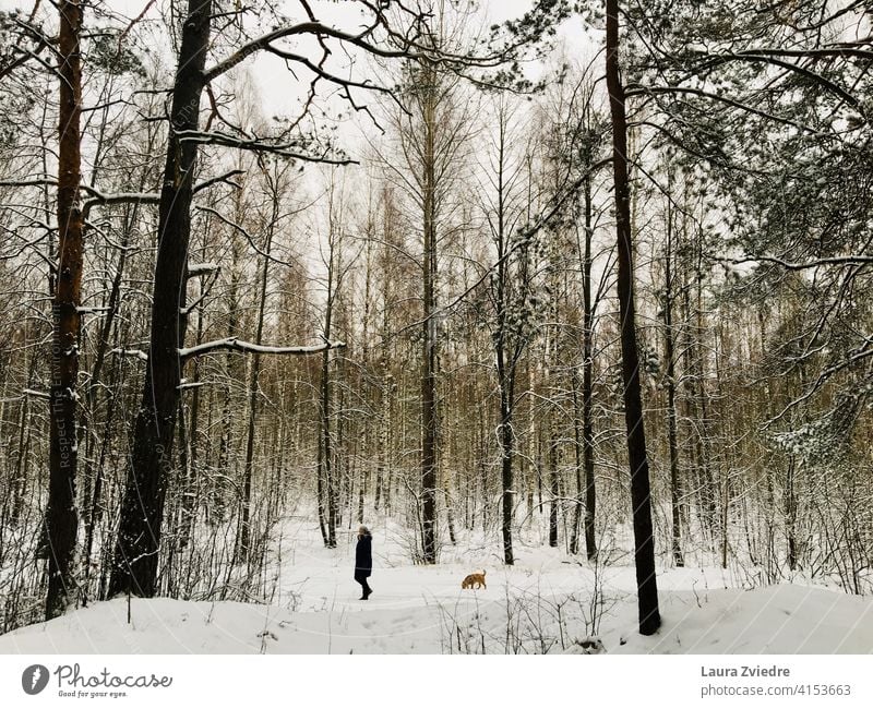 Winter walk in the woods with the dog Walk with dog Dog Dog walk Walk the dog To go for a walk Pet Landscape dog in the forest Forest Forest walk