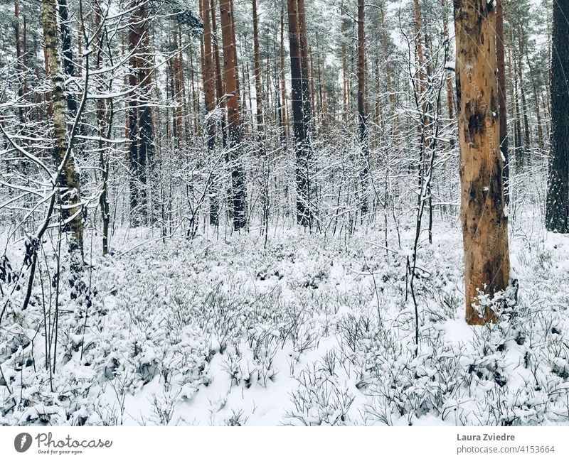 That cold and snowy day in the forest Forest Snow Winter forest Winter mood Winter's day Cold Tree Frost Snow layer trees winter landscape White Nature Calm