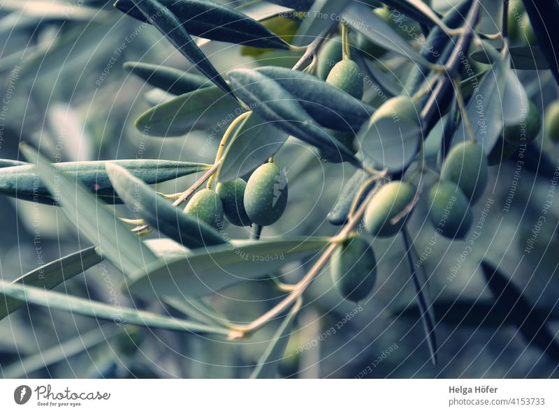 Green olives on branches Olive Olive oil Olive leaf Olive tree Olive plant Farm Food Agriculture Branch Organic food Nature Ecological South fresh olives