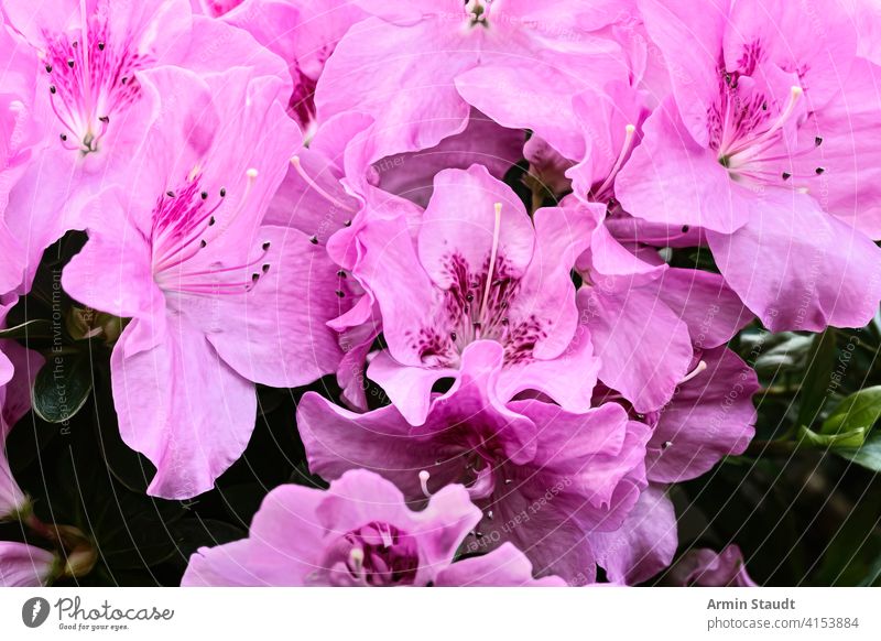 close up of some pink lilies background beautiful beauty blossom blumenstrauß bouquet bright calla celebration close-up decorative dynamic floral flower fresh