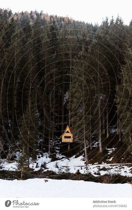 Small house in coniferous forest in winter shack lonely evergreen slope snow woods germany austria tall nature tree cold weather scenic tranquil natural frost