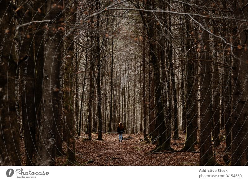 Anonymous hiker walking in autumn woods woman forest leafless travel path season fall alone nature bare cold explore tree germany austria female silent tranquil