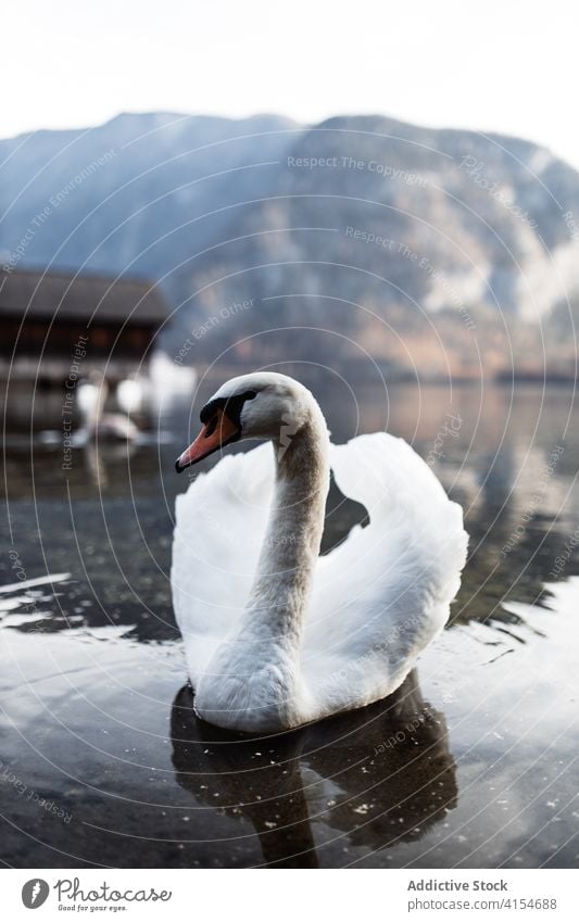 White swan floating on mountain lake white bird beautiful nature lonely animal water peaceful tranquil calm shore coast grace germany austria harmony