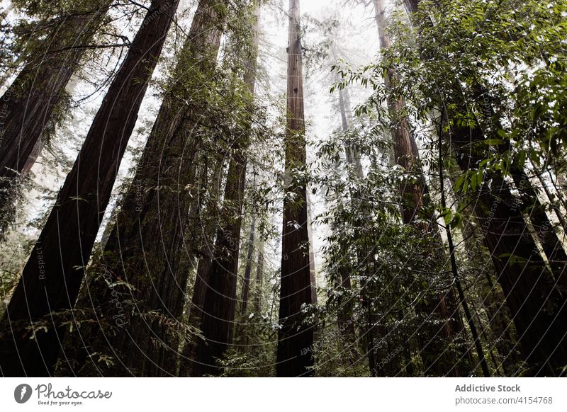 Tall trees in green forest tall woods cloudy overcast nature trunk plant usa united states america tranquil scenic gloomy environment flora growth landscape