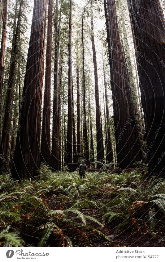 Anonymous man walking in gloomy forest travel woods tree trunk explore male usa united states america landscape nature journey adventure vacation wild tourism