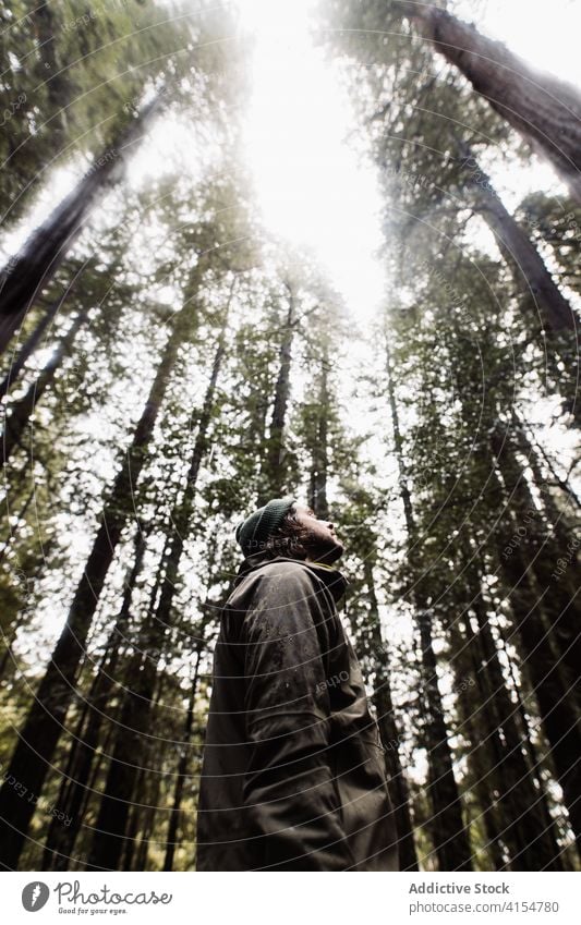 Man walking in gloomy forest travel man woods tree trunk huge explore male usa united states america landscape nature journey adventure vacation wild tourism