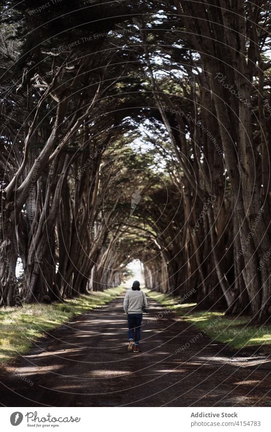 Man walking along alley in park tree man tall cypress tranquil nature harmony path male usa united states america picturesque idyllic calm peaceful recreation