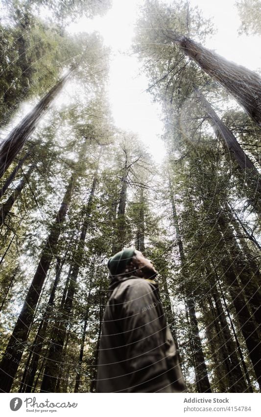 Man walking in gloomy forest travel man woods tree trunk huge explore male usa united states america landscape nature journey adventure vacation wild tourism