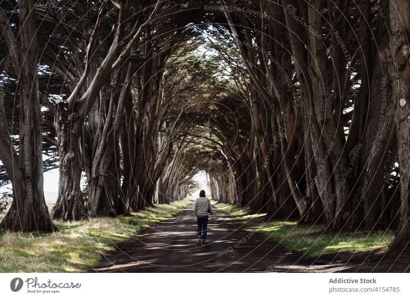 Man walking along alley in park tree man tall cypress tranquil nature harmony path male usa united states america picturesque idyllic calm peaceful recreation