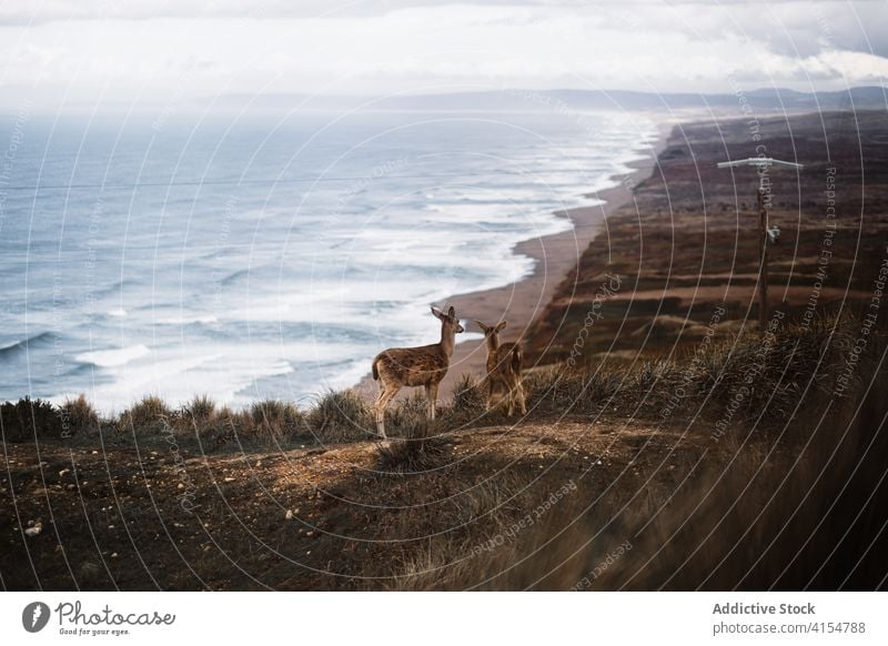 Wild deer pasturing on hill in autumn wild pasture sea season together animal graze usa united states america grass dried landscape overcast environment