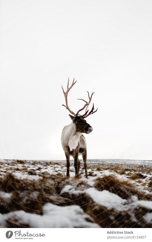 Deer in snowy meadow in winter deer animal wild fluff nature scottish highlands scotland uk united kingdom white season field mammal environment forest fur