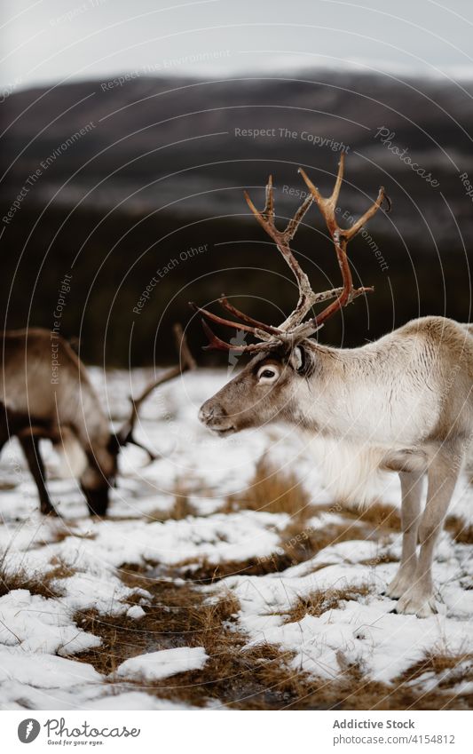 Deer in snowy meadow in winter deer animal wild fluff nature scottish highlands scotland uk united kingdom white season field mammal environment forest fur