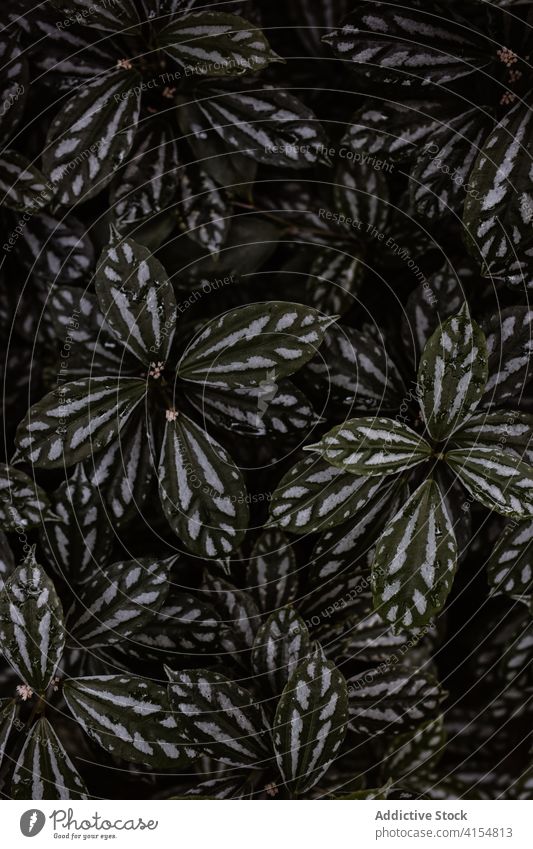 Pilea cadierei growing in botanic garden pilea cadierei watermelon pilea plant background organic natural leaf green botany delicate dark nature flora cultivate