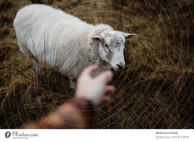 Crop person in meadow with sheep pasture graze animal fluff autumn reach out field scottish highlands scotland uk united kingdom dry nature mammal rural