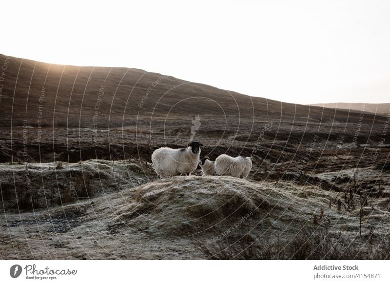 Herd of fluffy sheep in highlands graze valley herd flock mountain morning domestic animal mammal scottish highlands scotland uk united kingdom nature meadow