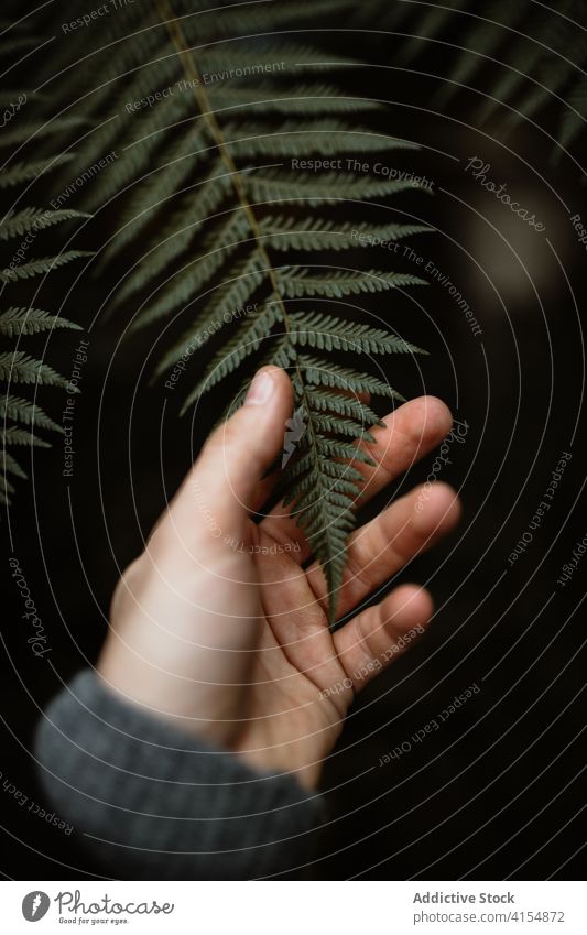 Crop person with fern leaf in forest touch dark mood gloomy atmosphere plant scottish highlands scotland uk united kingdom green woods fresh tranquil