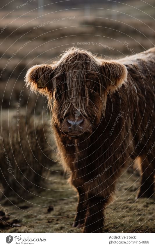 Cute cow grazing in field in fall highland cattle pasture meadow autumn graze domestic fluff animal scottish highlands scotland uk united kingdom dry grass