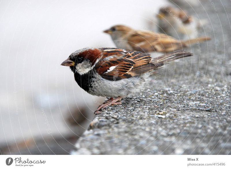 sparrow seat Animal Wild animal Bird Flock Cute Timidity Row Sparrow Finch Songbirds Wait Beak Wall (barrier) Appetite Feeding Wild bird Pair of animals