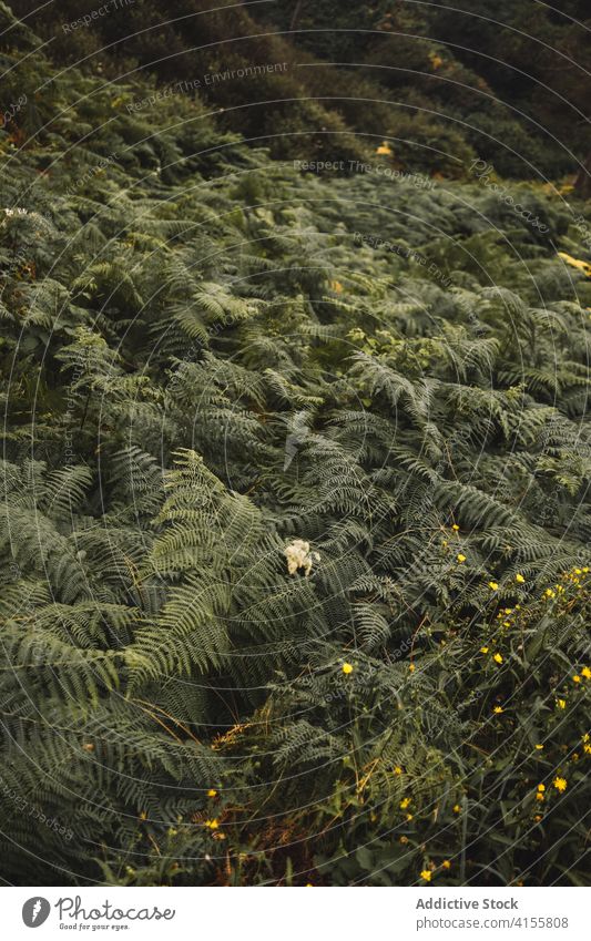 Green fern bushes and flowers plant vegetate green foliage wild nature lush environment growth flora fresh summertime landscape botany season vibrant organic