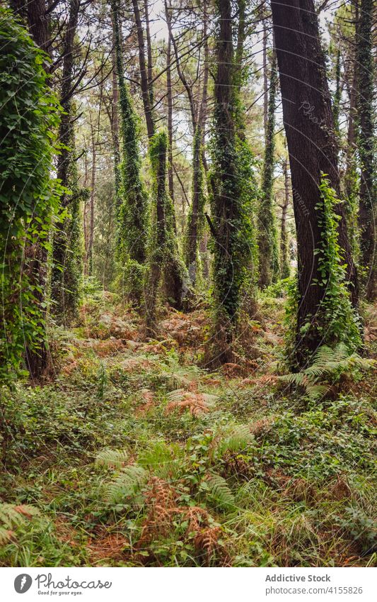 Landscape of green coniferous forest with tall trees path trail pathway woods summer nature landscape environment woodland scenery plant wild foliage pine empty