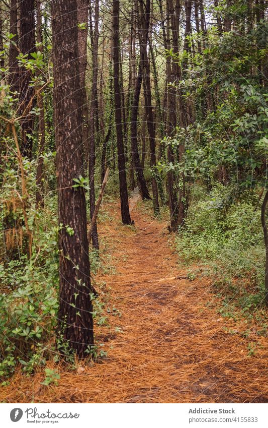 Landscape of green coniferous forest with tall trees path trail pathway woods summer nature landscape environment woodland scenery plant wild foliage pine empty