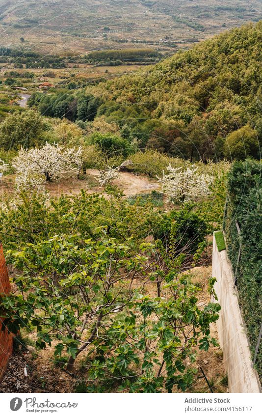 Scenic view of green valley in summer highland landscape scenic scenery nature hill wonderful valle del jerte caceres spain freedom environment rural peaceful