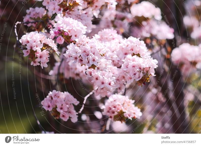 Ornamental cherry in full bloom Pillar Cherry flowering cherry prunus heyday April cherry blossoms spring awakening sea of blossoms blossoming spring blossoms