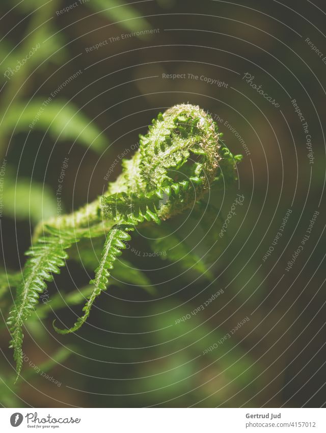 Fern bud grows from dark forest green Colour green Nature Hiking Plant Colour photo Exterior shot Forest Wild plant Shallow depth of field Spring Fern Bud