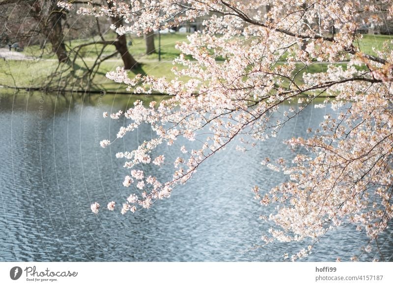 Spring blossom in the park Bud Plant Blossom Spring day Spring fever Spring colours Elegant Fragrance River bank Lakeside Twigs and branches Park Tree