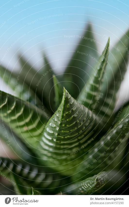 A Haworthia from South Africa succulent Rosette Houseplant Enthusiast plant Plant Grass Trees