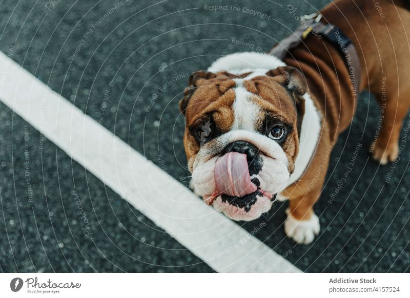 English Bulldog puppy on street english bulldog pet pedigree breed animal domestic muzzle head tongue out adorable brown cute canine purebred friend calm spot