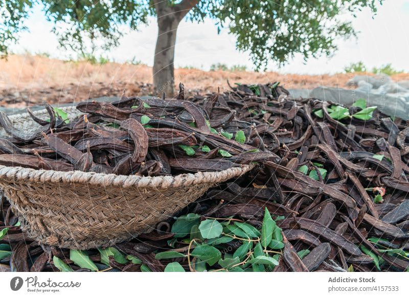 Ripe carob pods under tree harvest ripe dry collect plant pile agriculture heap season organic fresh countryside farm cultivate food plantation rural natural