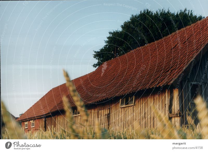 barn Barn Dusk Field Grain