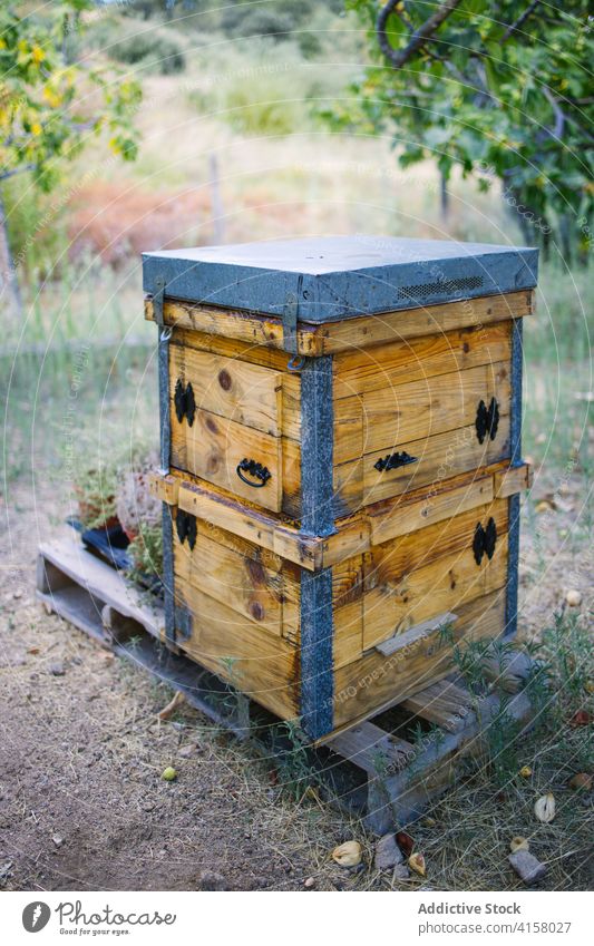 Beehive in apiary in summer beehive countryside garden nature wooden village rustic natural fresh farm yard rural season environment box farmland beekeeping