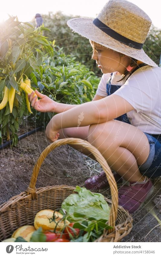 Cute child collecting vegetables in garden harvest season village countryside ripe pick sunlight adorable girl kid nature organic fresh childhood natural