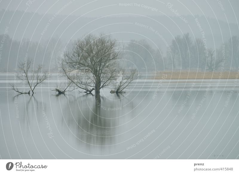 polder Environment Nature Landscape Water Winter Fog Tree Gray Oder Lower Oder Reflection Polder Colour photo Exterior shot Deserted Copy Space bottom Day