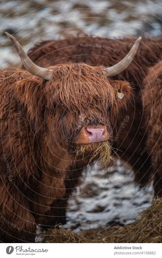 Highland cattle grazing in mountains on Faroe Islands highland cow fluff pasture snow winter hill grass graze faroe islands eat dried wet meadow rural nature