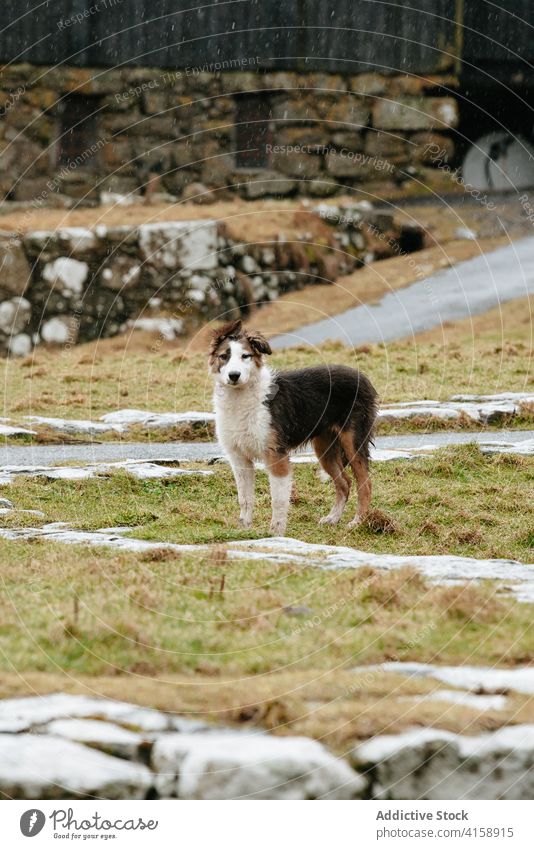 Cute dog in village on Faroe Islands cute animal pet countryside domestic season autumn fluff faroe islands fall fur rural nature meadow loyal breed creature