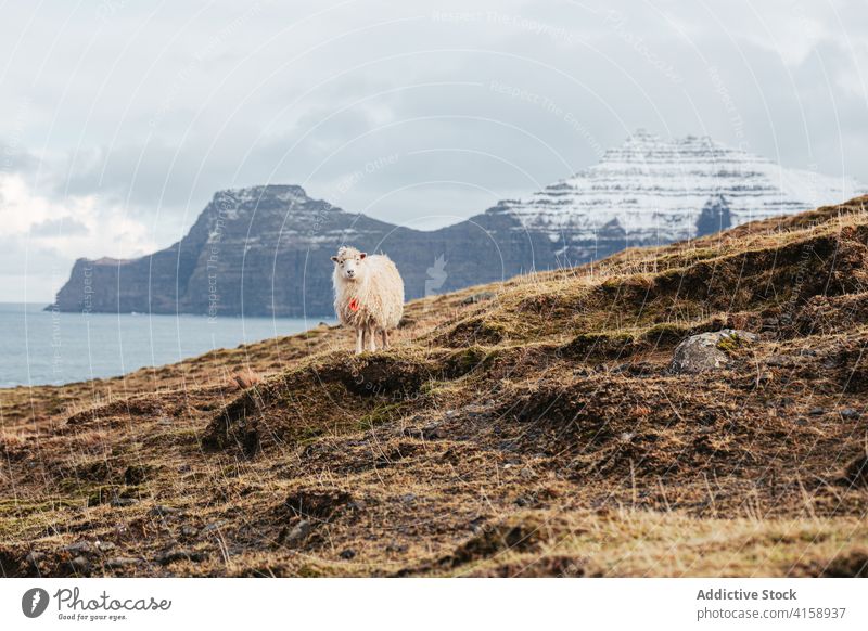 Calm sheep on hill on Faroe Islands mountain highland calm domestic animal relax cold winter season faroe islands lying ground frost frozen scenic snow nature