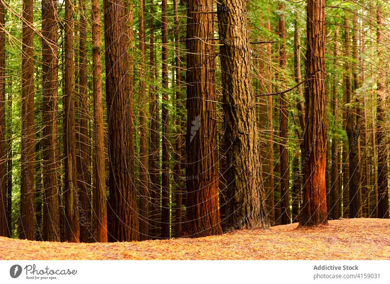 Huge trees in green woods forest giant huge slope grow nature sequoia landscape natural monument of sequoias cantabria spain scenic picturesque idyllic tranquil