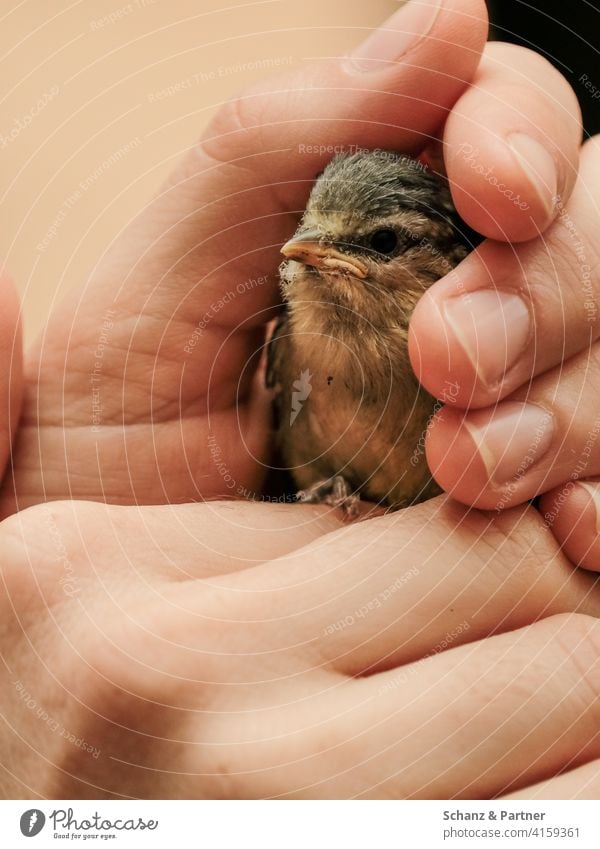 Young blue tit in a human hand Tit mouse nestling young branch Outlandish Nest Warmth Protection Safety (feeling of) Rescue guard sb./sth. Bird Chick