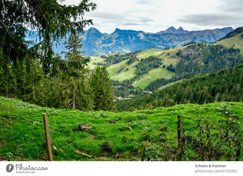 View over a pasture into the mountains Alps Switzerland Willow tree Cheese Moléson vacation hike Hiking green meadow lush meadow juicy green mountain panorama