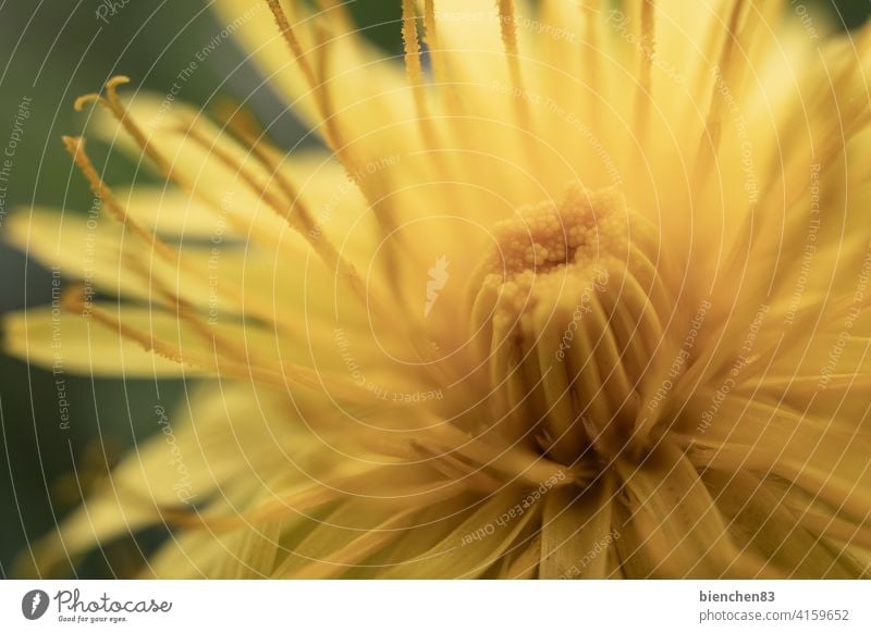 Dandelion under the magnifying glass dandelion blossom Flower Nature Meadow Yellow Spring Macro (Extreme close-up) Blossom Pistil