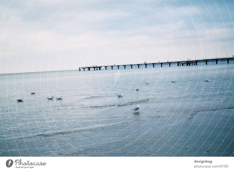 Timmendorfer Beach Timmendorf beach Ocean Bird Europe Bridge