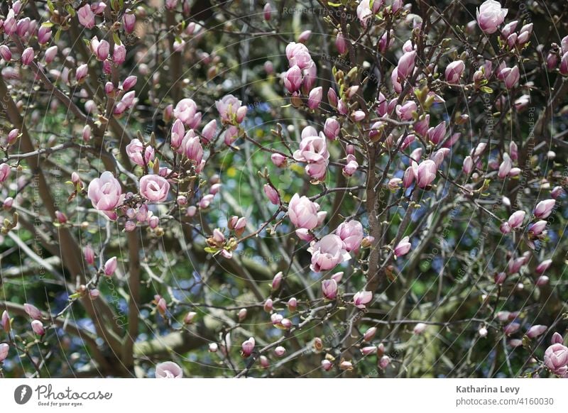 magnolia Magnolia blossom Magnolia tree Pink Spring Garden Beautiful weather Tree Blossoming Magnolia plants Deserted Exterior shot Colour photo Fragrance