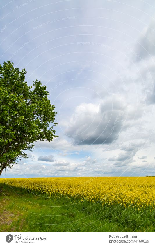 a rape field under a cloudy sky Canola Field Blossom Summer Flower from below background Oilseed rape oil Harvest Close-up upstairs Frog perspective Landscape