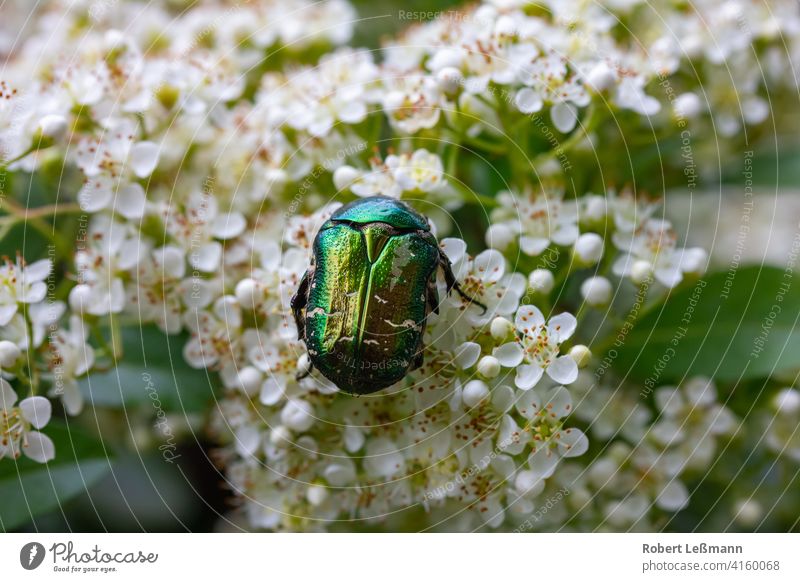 a rosebug on white cherry blossoms Rose beetle Pollen Flower Cherry blossom Blossom White die of insects Honey pollen pollination glyphosate Insect macro Spring