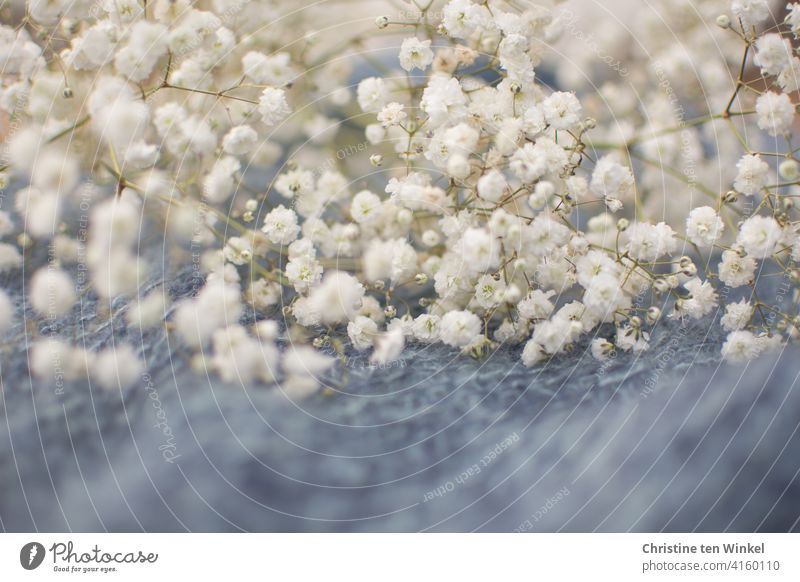 Delicate white baby's breath lies on soft knitted blue background. Close-up with shallow depth of field. Baby's-breath White romantic rope Knitted homespun