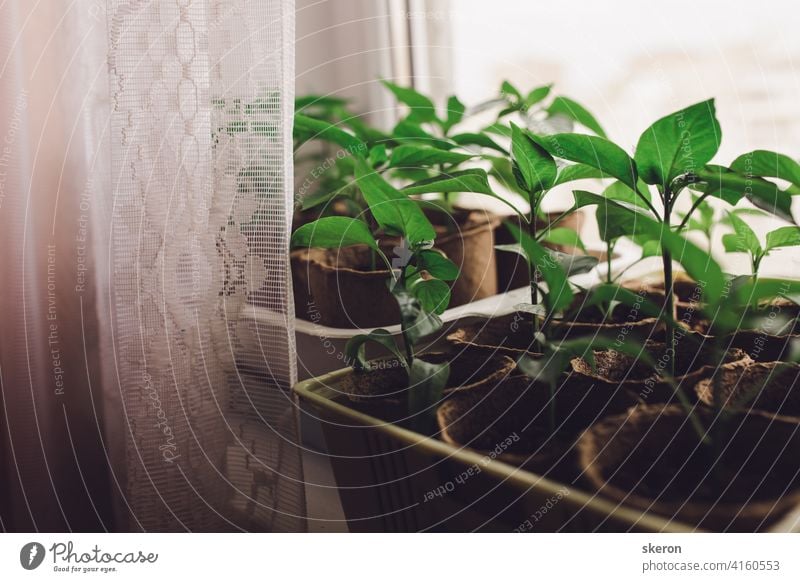 seedlings in peat pots. Baby plants seeding, black hole trays for agricultural seedlings. The spring planting. Early seedling, grown from seeds in boxes at home on the windowsill